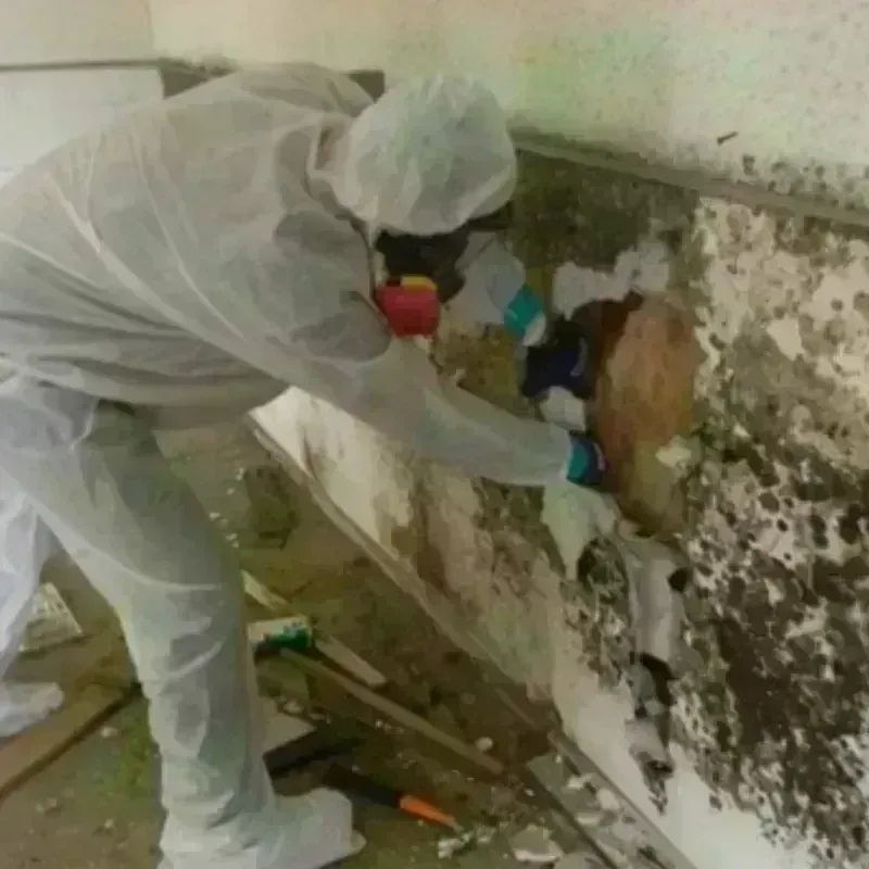 Mold Remediation and Removal in Cidra, PR